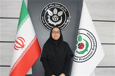 سن‌زدگی مزارع غلات هرمزگان برای سومین سال متوالی به زیر نیم درصد رسید