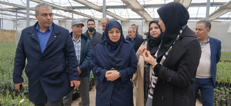 بازدید رئیس سازمان حفظ نباتات كشور از نهالستان ...