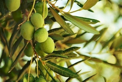 رصد هوشمند مگس زیتون با ۲۸ ایستگاه پیش‌آگاهی در باغات طارم