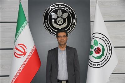 مبارزه با سن گندم در ۱۵۰ هزار هكتار از گندمزارهای استان زنجان