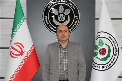 آفت سن سایه‌ای بر سپیدی خوشه‌ها