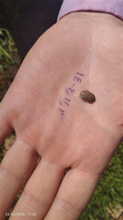 نخستین گزارش ریزش آفت سن غلات در مزارع گندم دیم چگنی ثبت شد