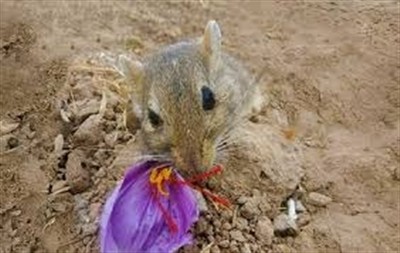 احتمال هجوم جوندگان به مزارع زعفران در خراسان شمالی